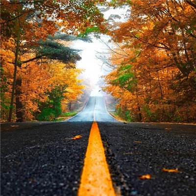 赏金女王免费安卓下载